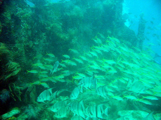 John Pennekamp Coral Reef State Park